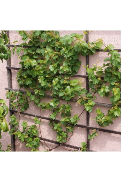 Виноград Aivengo – кустарниковая лиана на опоре